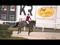 Caballo castrado sBs Caballo de Deporte Belga En venta 2019 Bayo por Heraldik Sitte