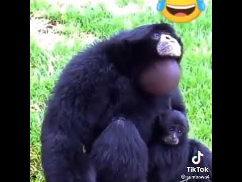 video gorila lucu bikin ngakak 4G gorila+62 terbaru 2021