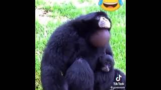 Download lagu video gorila lucu bikin ngakak 4G gorila 62 terbaru 2021 mp3 Download lagu video gorila lucu bikin ngakak 4G gorila 62 terbaru 2021 mp3