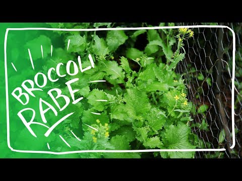 , title : 'Growing and Enjoying Broccoli Rabe from Seed - Broccoli Raab - Rapini'
