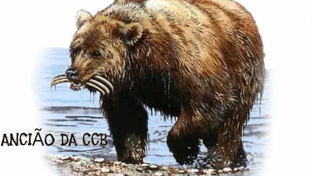 Café com Adam - Ancião da CCB -  UM URSO EXTREMAMENTE PERIGOSO