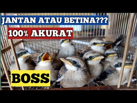 Cara Membedakan Burung Cendet Jantan Dan Betina