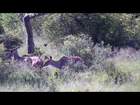 Djuma: Kudus - 14:55 - 02/18/2023