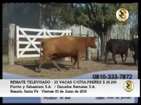 03-06-16 - Venta de Vientres - Remate Televisado Fiorito y Sebastiani S.A. / Ganados Remates S.A.