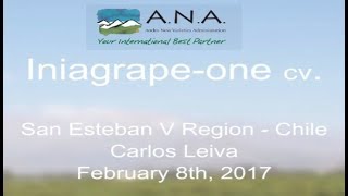 Iniagrape-One cv. San Esteban Chile - 2017 02 08