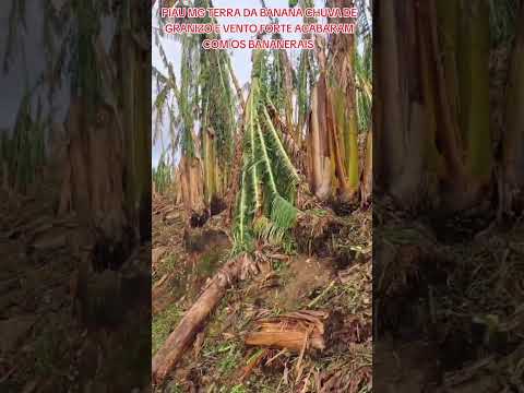 PIAU MG TERRA DA BANANA CHUVA DE GRANIZO E VENTOS FORTE ACABARAM COM OS BANANERAIS