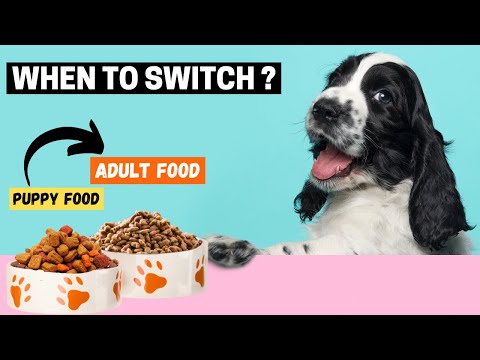 When Should You Switch From Puppy to Adult Dog Food