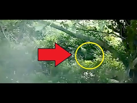 SHOCKING BIGFOOT VIDEO!! - Terrified Family On Vacation Film Angry Sasquatch On Camera!!