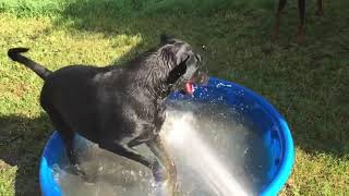 Funny Dogs vs Sprinklers Compilation Dog Playing With Hose