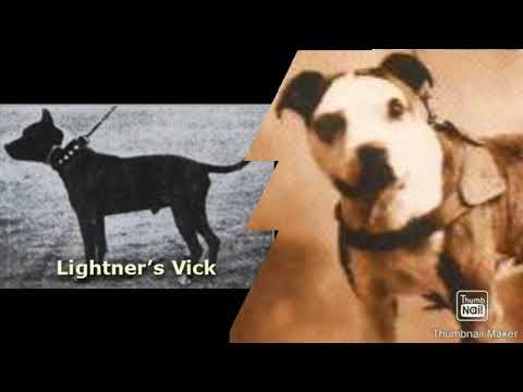 One of the FOUNTAIN APBT 🌎 "Colby's Tige" Great Colby dogs #HISTORYGD#