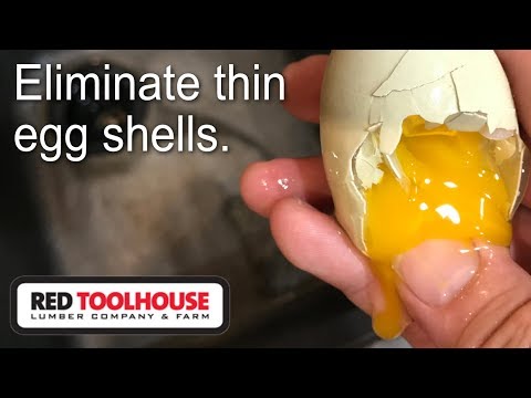 The best solution to fixing thin egg shells from your homestead chickens