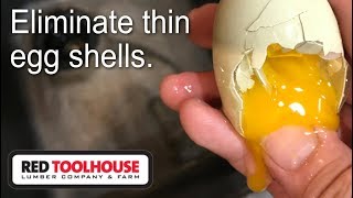 The best solution to fixing thin egg shells from your homestead chickens