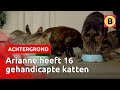 "Ik was al angstig voor mezelf, maar nu ook voor mijn katten" | Omroep Brabant