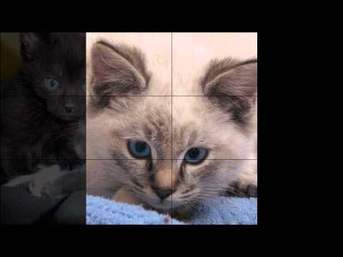 Cats & Kittens Rescued in 2011 By Purebreds Plus Cat Rescue