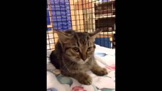 preview picture of video 'Yoda - Handsome Male Tabby Kitten with Expressive Ears and Huge Eyes for Adoption - ADOPTED!!'