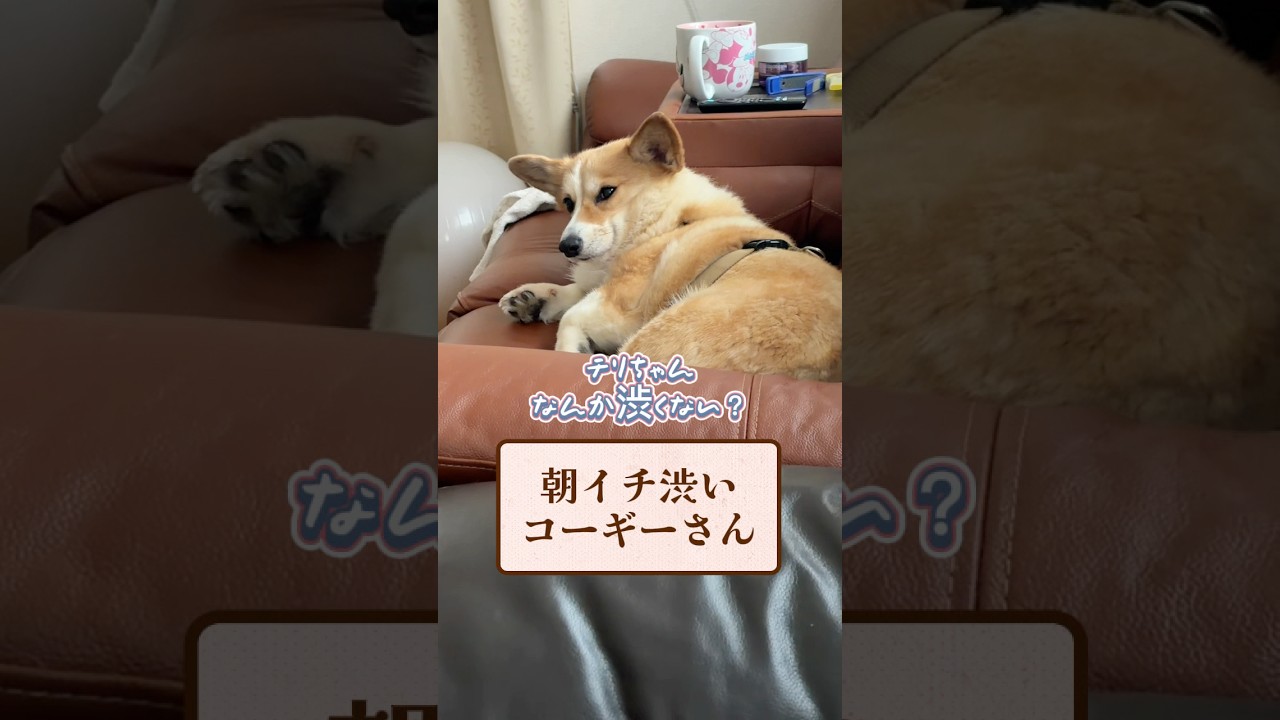 朝の散歩はパパと行くと固く心に決め込んだコーギーさん #コーギー #アテレコ #shorts