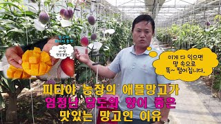 #통영애플망고 #애플망고자르는법 통영 애플망고 농장 견학- 애플망고 재배전망, 애플망고 자르는 법, 애플망고…