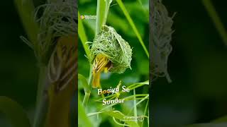 Download lagu tinka tinka jod ke kasi ek chidiya Ghar banati hai mp3 Download lagu tinka tinka jod ke kasi ek chidiya Ghar banati hai mp3