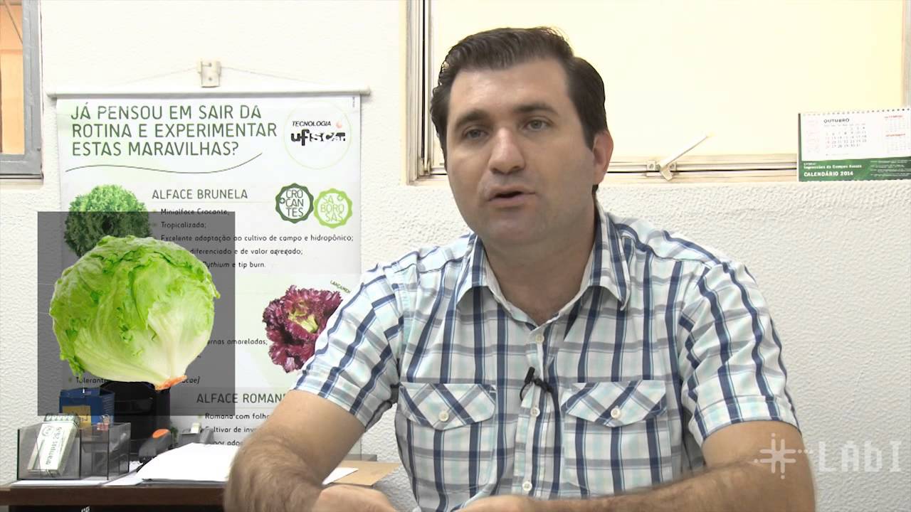 Novas variedades de alface são produzidas na UFSCar a partir de melhoramento genético
