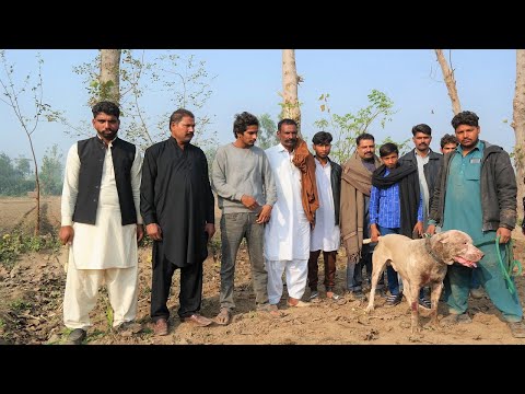 6 Time Match Winner Bully Kutta Dhillu 2022 Owner Nazir Mayo BY @FM NEWS TV HD