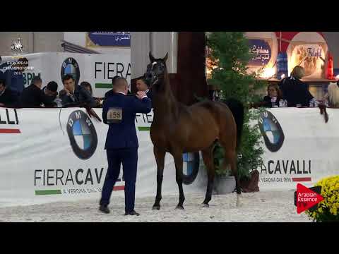 N.158 BAMBINA - Verona 2017 - 3 Years Old Fillies (Class 5)