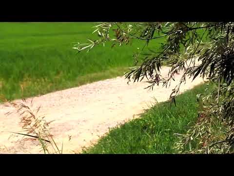 L'estate alla Tenuta Colombara, casa di Riso Acquerello