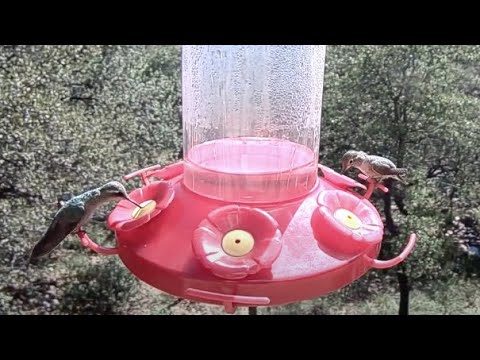 Beautiful Female Broad-billed Hummingbird Makes Rare Visit To West Texas – Oct. 8, 2023