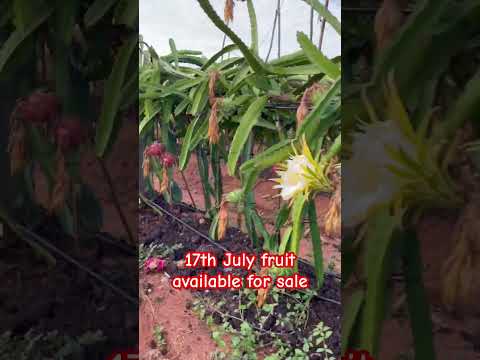 Dragon fruit sale #dragonfruitfarminginindia