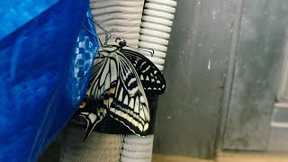 The pupa becomes a butterfly キアゲハ蝶の羽化🦋