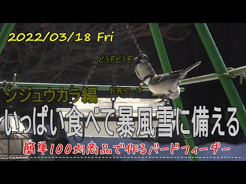 シジュウカラをバルコニーに引き寄せる方法は？彼らの冬の好きな食べ物は何ですか?  庭園