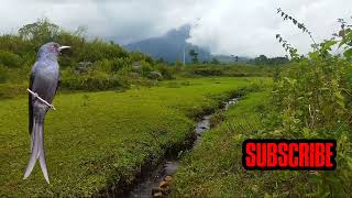 Download lagu suara pikat burung srigunting abu abu kejepit dan mengamuk ribut paling ampuh pikat burung liar jt9 mp3