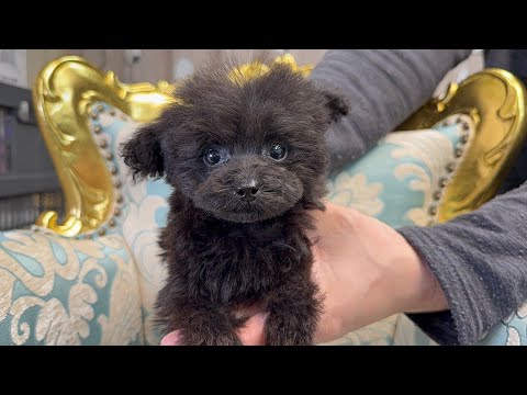 YouTube動画のサムネイル