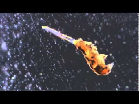 A tardigrade eating a nematode