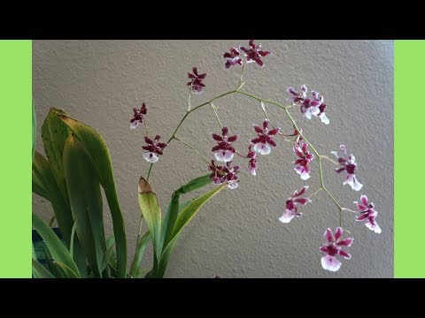 Orchid - Oncidium Sherry Baby & Care Tips | Chocolate Orchid
