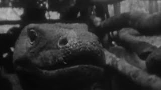 Attenborough Catches a Komodo Dragon | Zoo Quest for a Dragon | BBC Earth