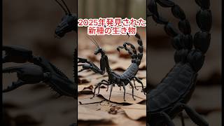 #クワガタ #特有種 #昆虫 #カブトムシ