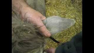 Obtaining a Blood Sample and Preparing the DNA Blood Card