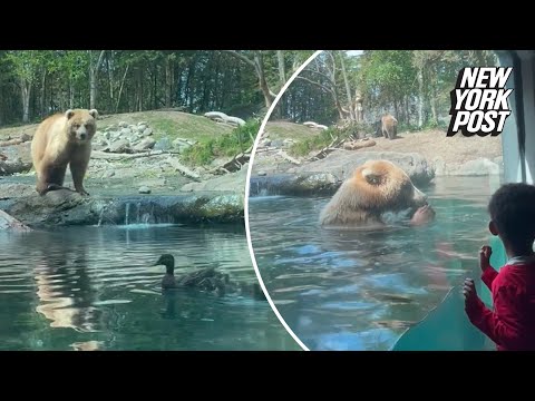 Nature Being Nature: Bear Eats Ducklings In Front Of Kids At The Zoo