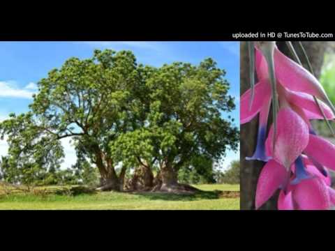 Today's Tango Is... Clavel del Aire - Orq. Típica Victor 14-08-1937