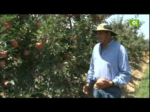 Chile - Canarios por el Mundo (Marcial González Viera)