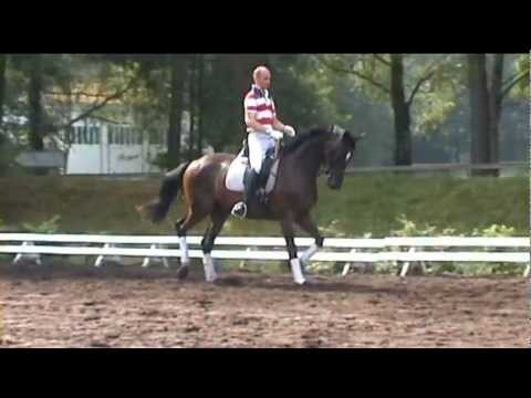 TRAK. WALLACH, geb. 2008, STRESEMANN/ SUMMERTIME