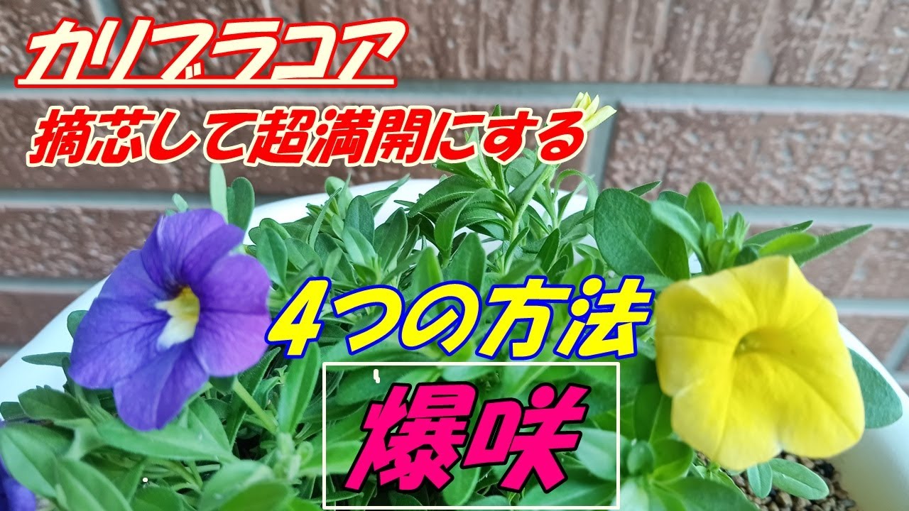 【花】カリブラコアの育て方・摘芯