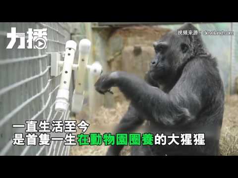 首隻動物園出生大猩猩離世