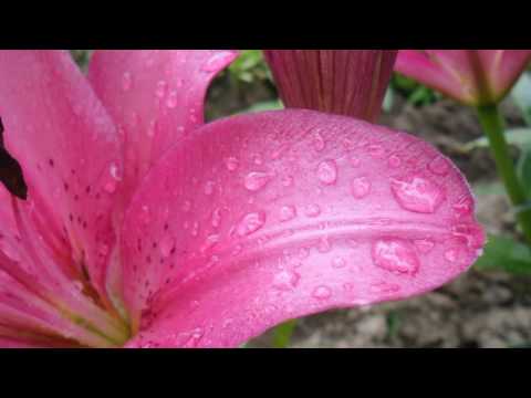 Pavel Lešťan - POČKAJ TY MÁMILÁ