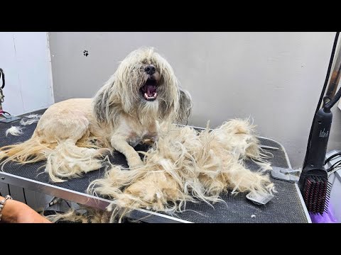 MATTED DOG HAIR REMOVAL - DOG GROOMING TRANSFORMATION