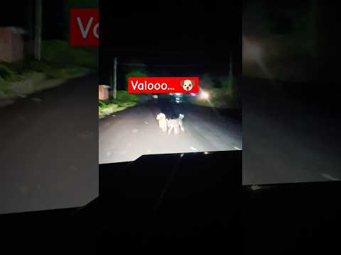 Dogs 🐕🐶#viralshort #comedymovies