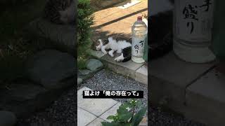 芋盛りと野良猫　#ショート #shorts