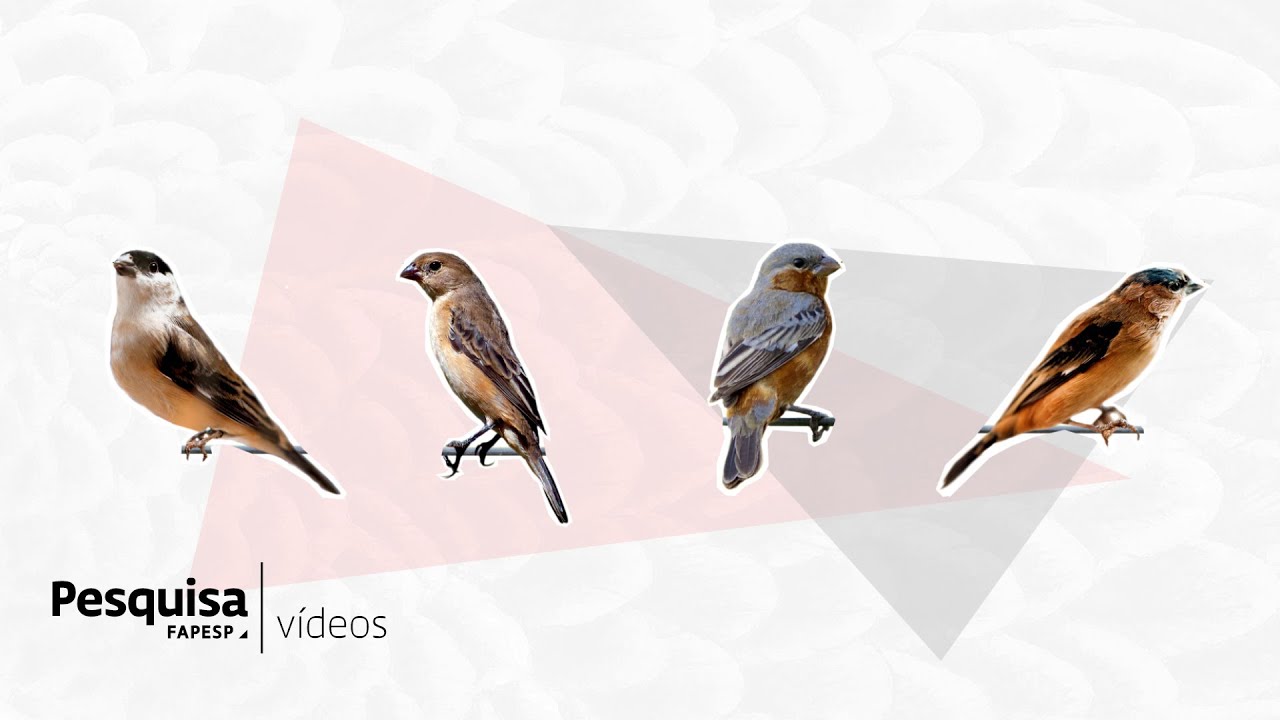 These birds show how species arise