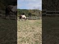 Jeune cheval d'avenir