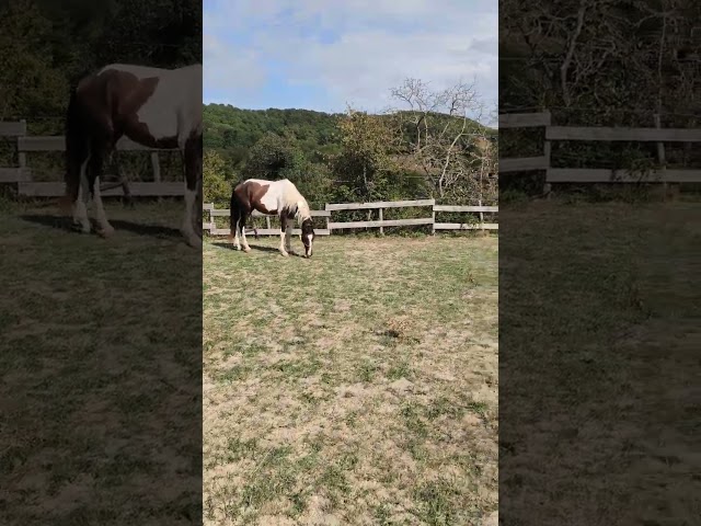 Jeune cheval d'avenir